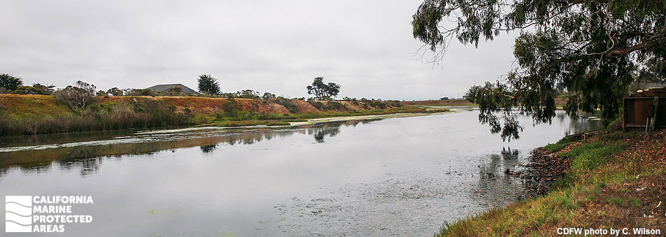 an overcast sky meets a reddish brown embankment, a cypress and eucalyptus stand tall amongst the sparse vegetation, snaking calm water curves into the horizon